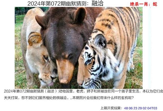 澳门精准四肖八码期准特色,设计策略快速解答_整版DKJ656.74