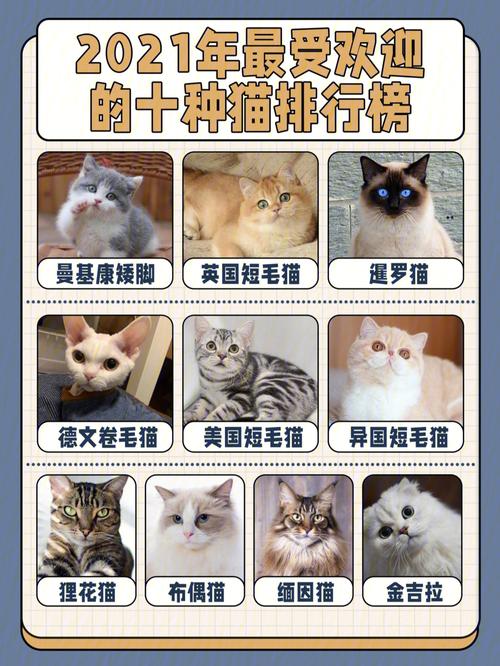 2021网络游戏排行榜前十,绝对策略计划研究_社交版40.12.0
