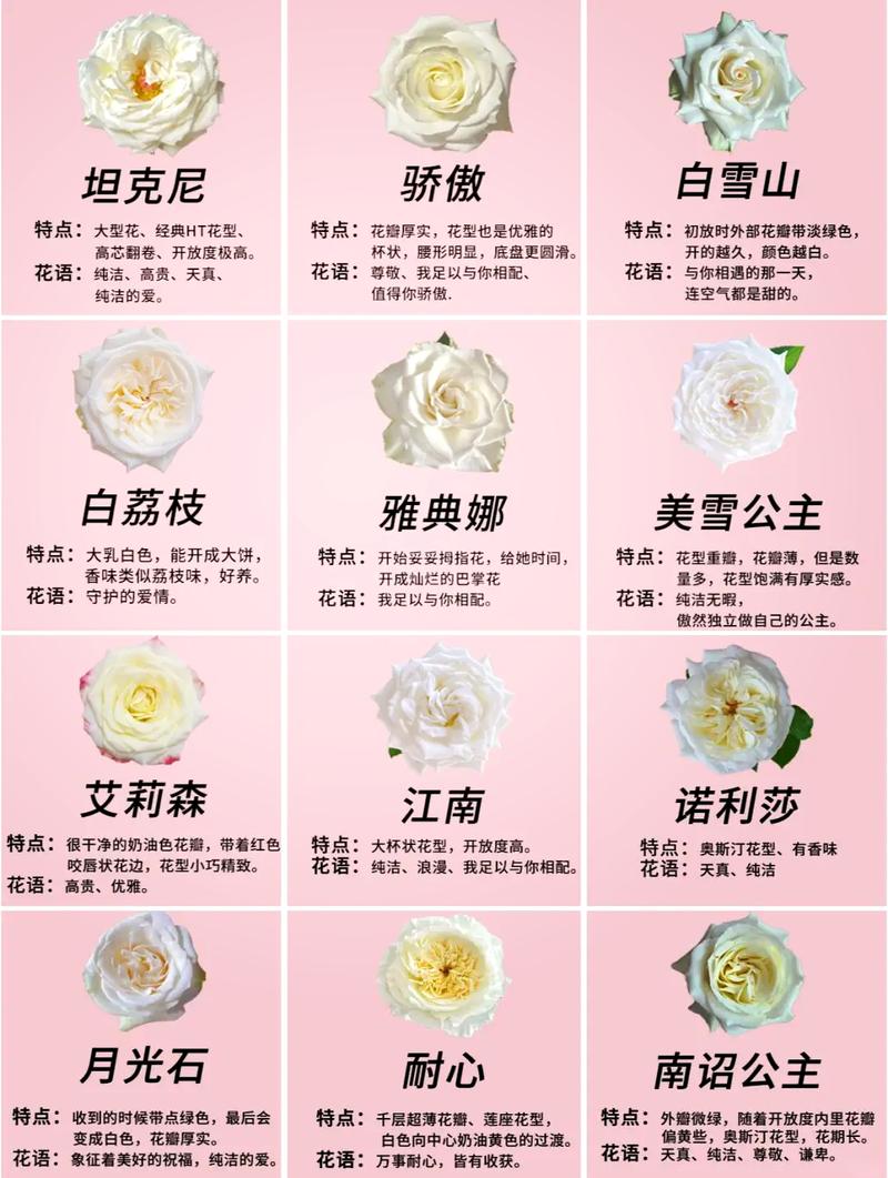 玫瑰玫瑰我爱你,设计策略快速解答_整版DKJ656.74