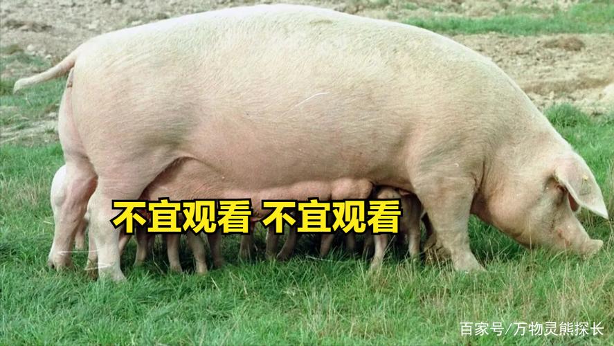 今期六字出玄机
