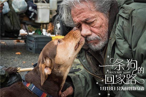 催泪国产电影排行榜前十名,绝对策略计划研究_社交版40.12.0