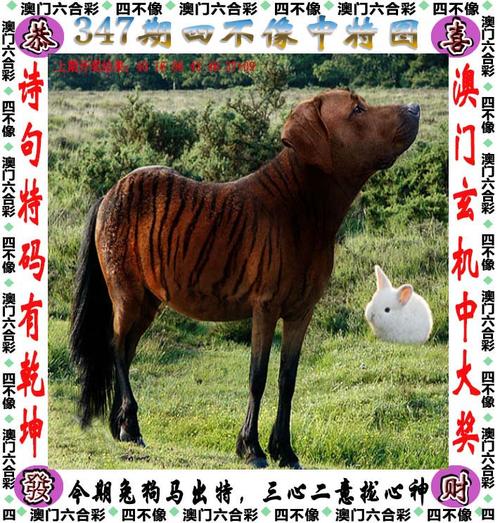 澳门马会资料期期准免费大全