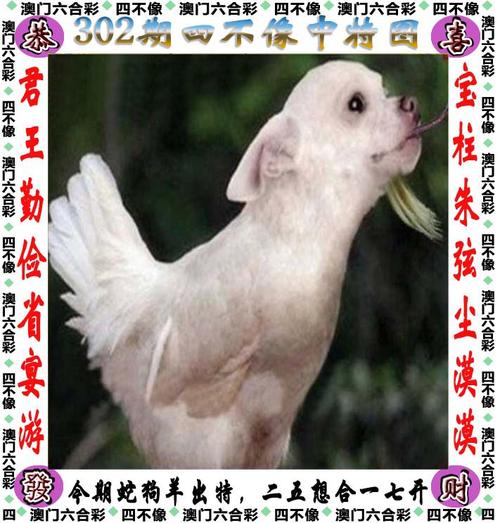 澳门六合资料大会平特一肖一尾,绝对策略计划研究_社交版40.12.0